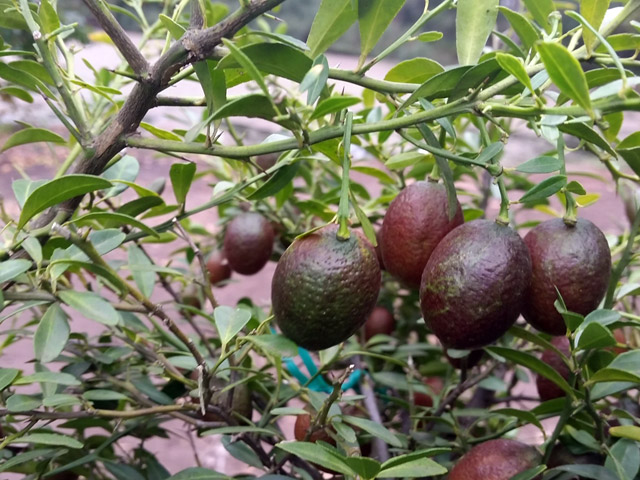 Giống[-]chanh[-]máu[-]đỏ[-]rực[-]cực[-]bắt[-]mắt